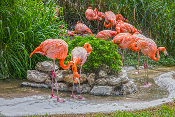 flamingo family in Lisbon zoo, Portugal © Travel Faery