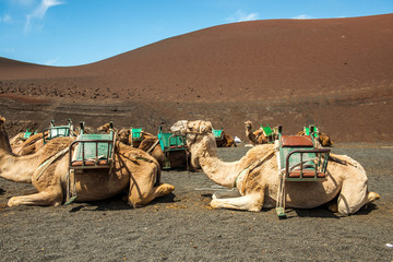 Fototapeta premium Caravan of camels in the desert on Lanzarote