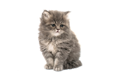beautiful fluffy kittens