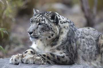 Portrait of adult snow leopard Panthera uncia