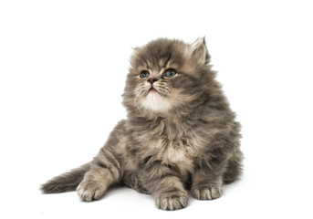 Fototapeta premium beautiful fluffy kittens