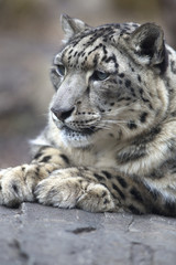 Portrait of adult snow leopard Panthera uncia