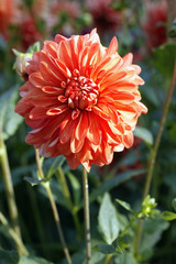 Dekorative Dahlia