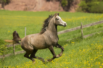 Araber Auf Blumenwiese