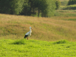 stork on meadow