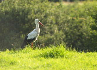 stork on meadow