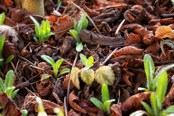 Fototapeta premium seedlings coming out in early spring
