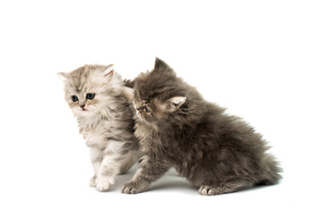 Obraz premium beautiful fluffy kittens