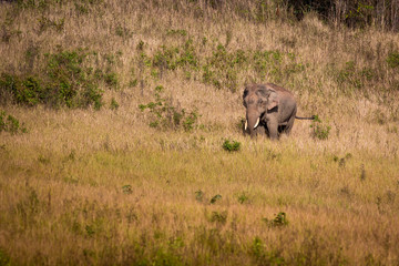 Fototapeta premium The elephant.