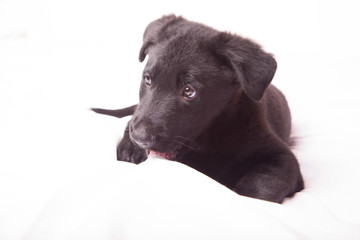 Fototapeta premium Black dog