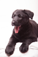Obraz premium Black Shepherd puppy
