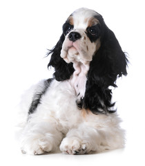 american cocker spaniel