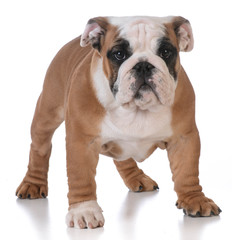 bulldog puppy