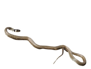 grass snake isolated on white, natrix natrix