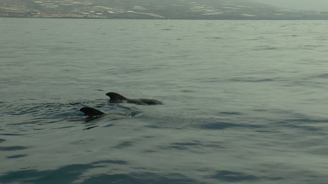 dauphin en pleine mer