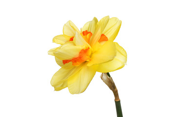 Double daffodil © Richard Griffin