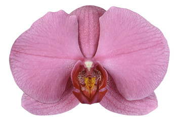 magenta orchid