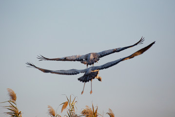 Flying grey cranes
