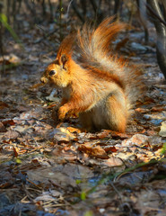 Squirrel