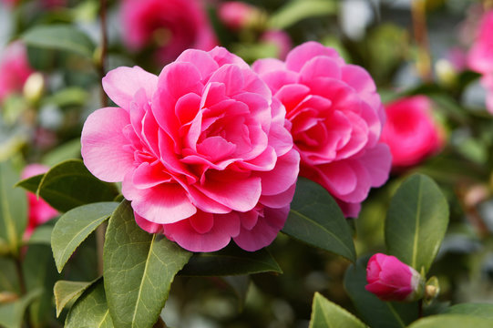 Halbgef&uuml;llte Kamelienbl&uuml;ten, in leuchtendem Pink