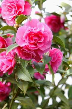 Halbgef&uuml;llte Kamelienbl&uuml;ten in leuchtendem Pink
