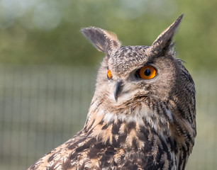 Eagle Owl Portrait