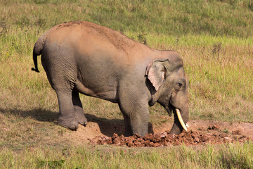 Fototapeta premium The elephant.