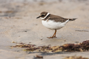 Big plover ( Charadrius hiaticula ) , at the beach