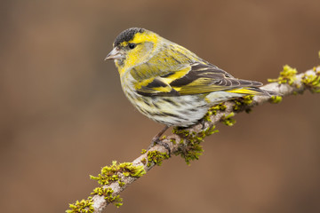 View Carduelis spinus perched on a branch in autumn