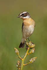 Whinchat (Saxicola rubetra) perched on a flower