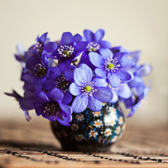 Blue anemone hepatica