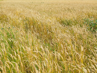 Endles yellow beautifull wheatfield in summer
