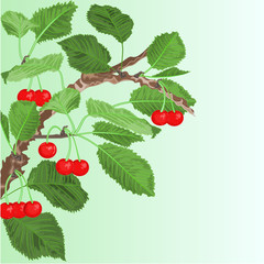 Cherry old branch vector