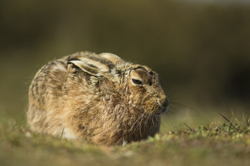 Lepus europaeus - European brown hare