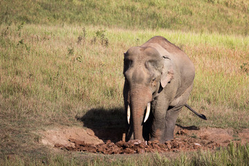 Fototapeta na wymiar The elephant.