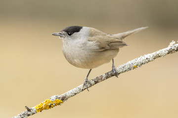 Blackcap (Sylvia atricapilla ), perched on a branch in the fores