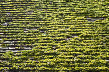 Roof Moss