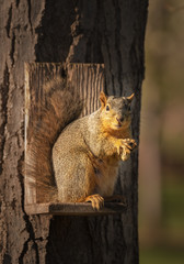 Red Squirrel on squirrel feeder looking at you