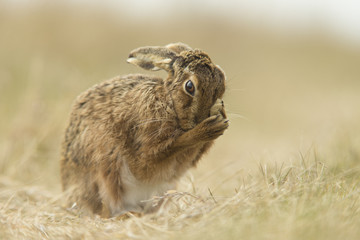 Lepus europaeus - European brown hare © jamiehall