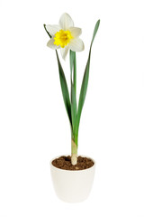 Yellow daffodil in a flower pot on white background