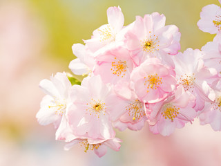 japanische Kirschblüte