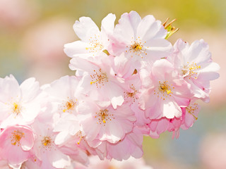 japanische Kirschblüte