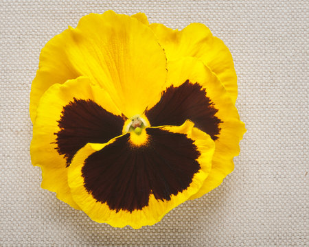 Yellow Pansy