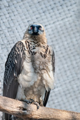 Bearded vulture