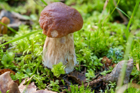 Edible Bolete Mushrooms