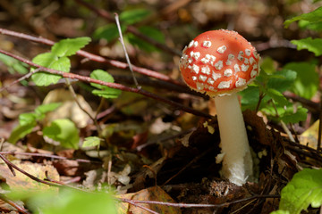 Toadstools Mushrooms