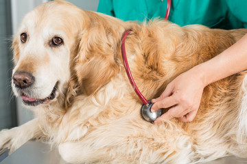 By listening to a dog Veterinary Golden