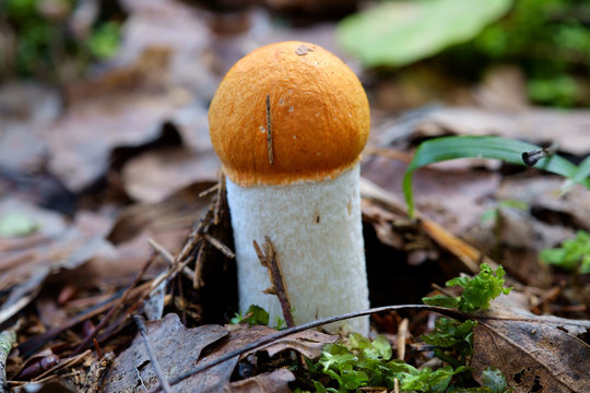 Orange-capped Bolete Mushrooms