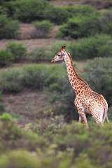 Giraffe (Giraffa camelopardalis)