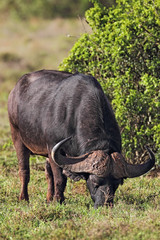 Kaffernbüffel (Syncerus caffer)